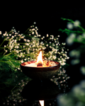 Coconut Soy Candle - Box of 2